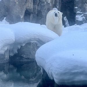 Polar Bear