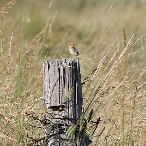 Golden-headed Cisticola