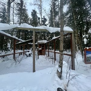 Peregrine Falcon Exhibit