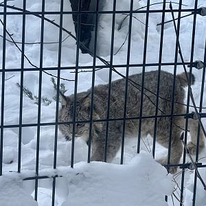 Canada Lynx