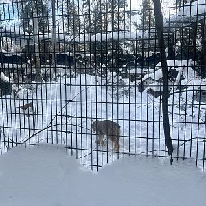 Canada Lynx