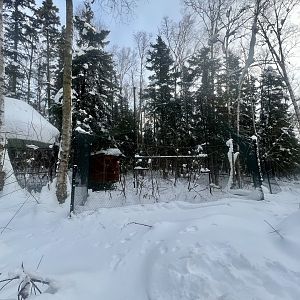 Golden Eagle Exhibit