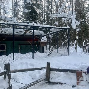 Great Grey Owl Exhibit