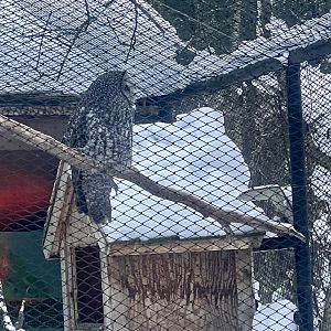 Great Grey Owl
