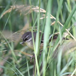 White-browed Scrubwren