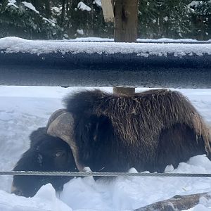 Muskox