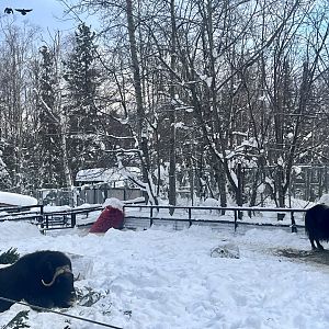 Muskox Exhibit