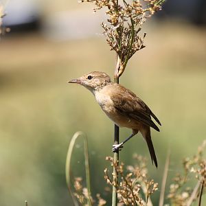 Australian Reed-Warbler