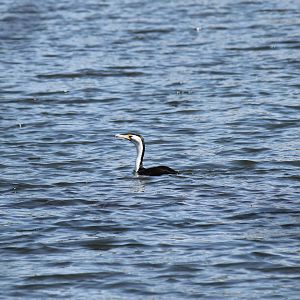 Pied Cormorant