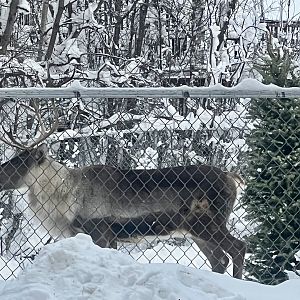 Caribou (domestic reindeer)