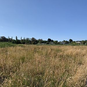 Ploughman’s Wetland, Orange
