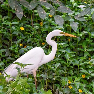 Great Egret