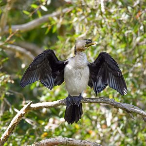 Little Pied Cormorant