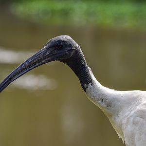 Australian White Ibis