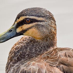 Pacific Black Duck