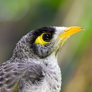 Noisy Miner