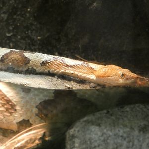 Copperhead at the North Carolina Zoo