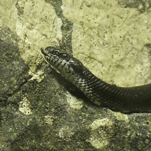 Eastern Rat Snake at the North Carolina Zoo