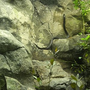 Eastern Rat Snake at the North Carolina Zoo