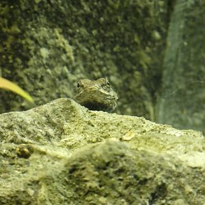 Eastern Fence Lizard at the North Carolina Zoo