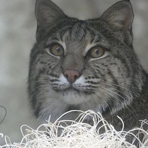 Bobcat at the North Carolina Zoo