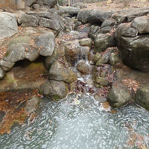 Stream in Black Bear exhibit