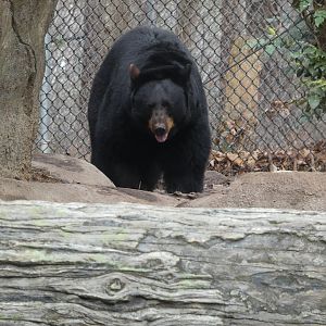 North American Black Bear