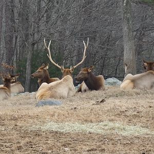 American Elk