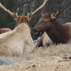 American Elk
