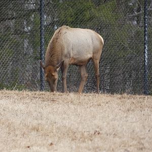 American Elk