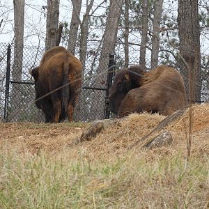 American Bison at the North Carolina