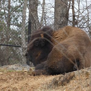 American Bison at the North Carolina Zoo