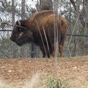 American Bison at the North Carolina Zoo