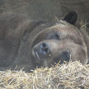 Grizzly Bear at the North Carolina Zoo