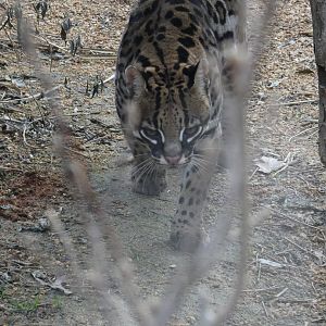 Ocelot at the North Carolina Zoo