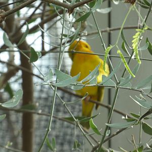 Taveta Golden Weaver at the North Carolina Zoo