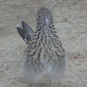 Greater Roadrunner