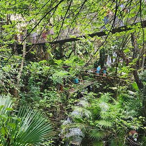 Main Aviary  - forest canopy
