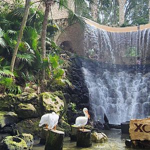 Main Aviary - American white pelican and waterfall