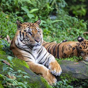 Baby Zoo: Bengal tiger (Panthera tigris tigris)