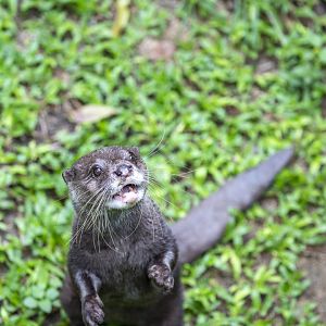 Baby Zoo: Asian small-clawed otter (Aonyx cinereus)