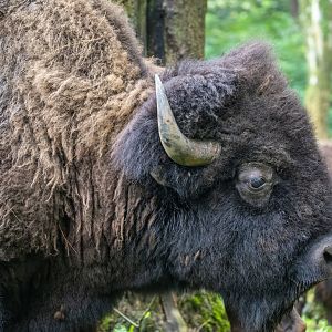 Safari Adventure: American bison (Bison bison)