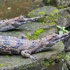 Baby Zoo:  false gharial (Tomistoma schlegelii)
