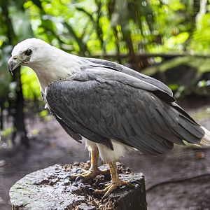 Baby zoo: white-bellied sea eagle (Haliaeetus leucogaster)