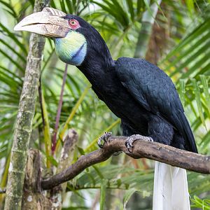 Baby Zoo: The wreathed hornbill (Rhyticeros undulatus) - Female