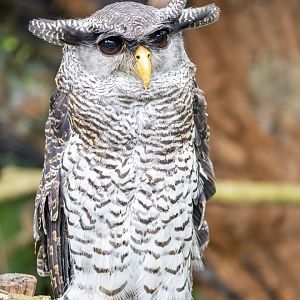 Baby zoo: barred eagle-owl (Bubo sumatranus)