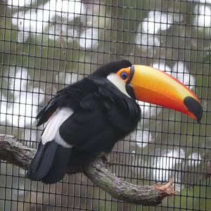 St. Augustine Alligator Farm - Toco Toucan