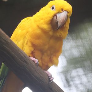 St. Augustine Alligator Farm - Golden Conure