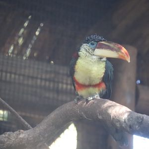 St. Augustine Alligator Farm - Curl-Crested Aracari
