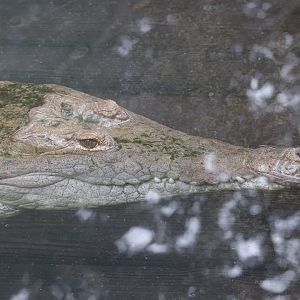 Land of Crocodiles - Orinoco crocodile